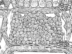 litchi Саҳифаҳои Рангкунии Чопшаванда